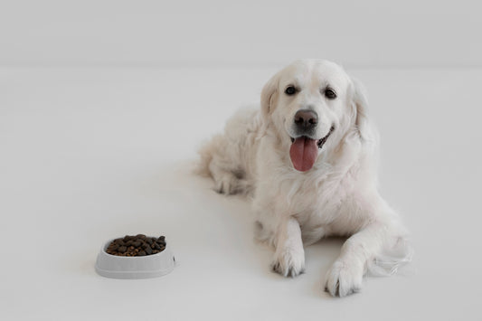 Food allergies in dogs