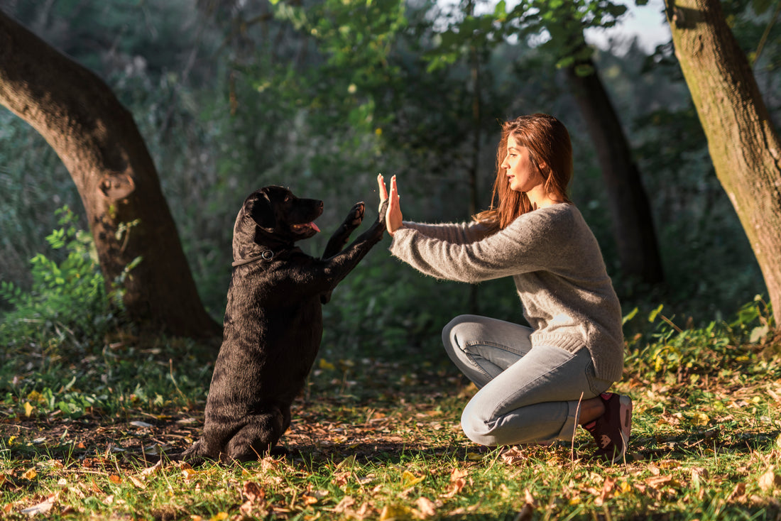 How Diet Affects Dog Training?